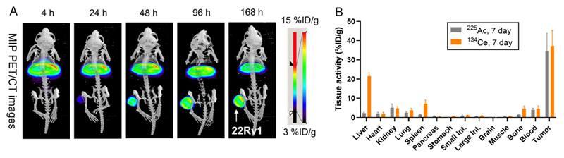 Image courtesy of Bobba, K.N., et al., Evaluation of cerium/lanthanum-134 as a PET imaging theranostic pair for 225Ac alpha radiotherapeutics. Journal of Nuclear Medicine 64, 7 (2023). Radiopharmaceuticals based on cerium/lanthanum-134 have promise for prostate cancer imaging and therapy. At right, tumors show high tumor uptake of cerium-134. At left, a comparison of cerium-134 and actinium-225 shows a similar pattern of uptake in most tissues (note the tumor tissue on the leg).