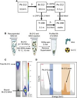 Overviewof radiolabeling and quality control protocols for Bi-212MAA assays